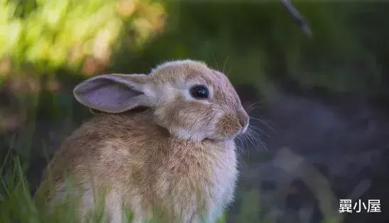 入秋之后最容易被“夺贵人”的生肖兔！