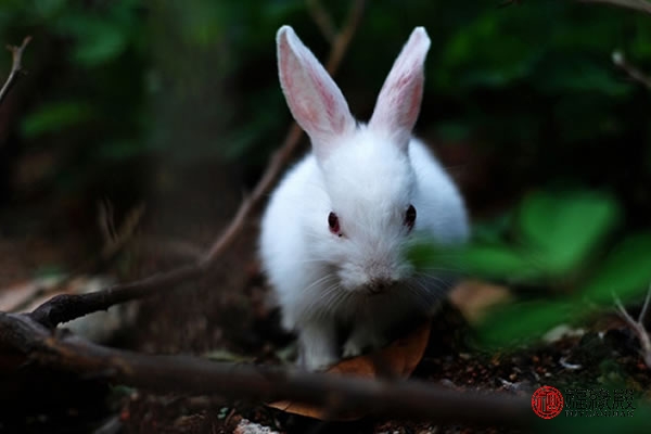 属兔的人和蔼可亲、温和善良，有逃避现实的倾向