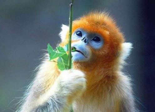 1980年出生的生肖属相属猴的人比1992大几岁？