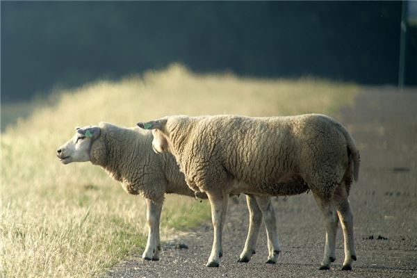 属羊2003年属什么生肖属相按十二生肖查询